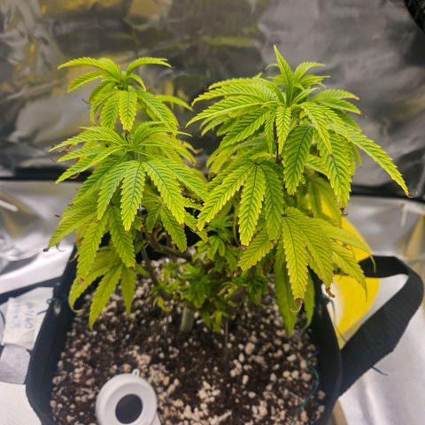 Gorilla Glue growlog photo: Está se recuperando bem (: 