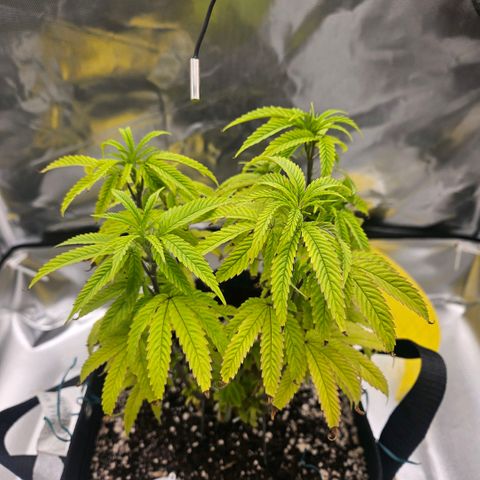 Gorilla Glue growlog photo: Crescimento vertical e consumo de água acabam de acelerar 