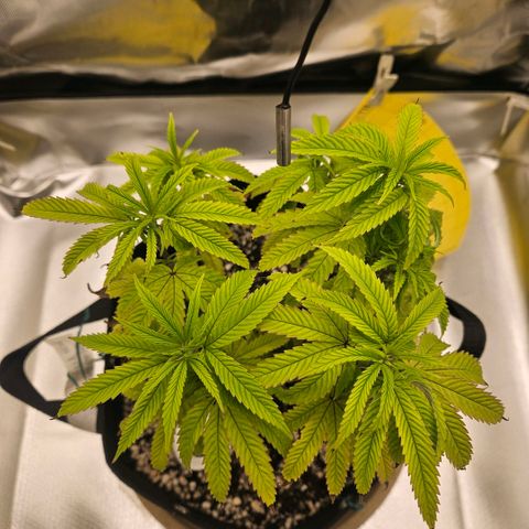 Gorilla Glue growlog photo: Crescimento vertical e consumo de água acabam de acelerar 