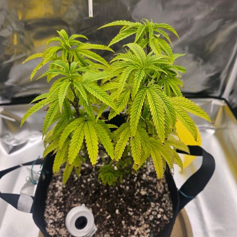 Gorilla Glue growlog photo: Voltou a crescer bem :) 