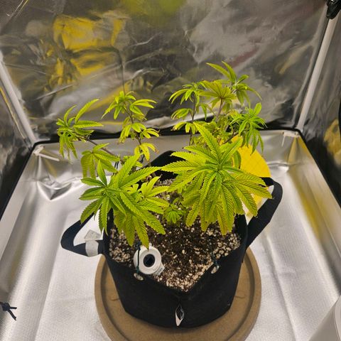Gorilla Glue growlog photo: Novas amarras. Centro mais exposto a luz novamente e melhor distribuição dos caules para os cantos do vaso. 