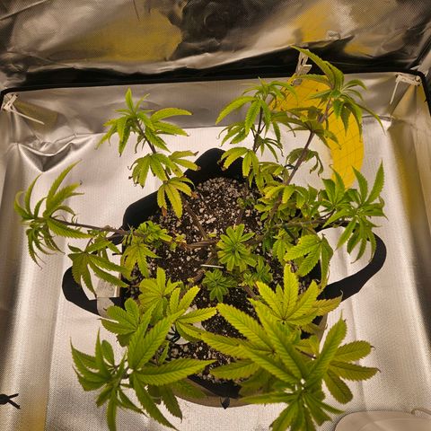 Gorilla Glue growlog photo: Novas amarras. Centro mais exposto a luz novamente e melhor distribuição dos caules para os cantos do vaso. 