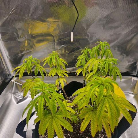 Gorilla Glue growlog photo: Aparência relaxada demais de novo :( após lst de novo :( mas eu acho que é sede. Saberemos nas próximas horas. 