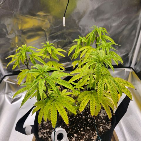 Gorilla Glue growlog photo: Melhorou bastante (: 