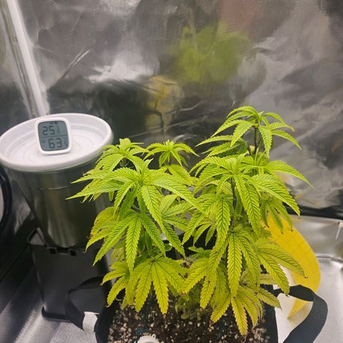 Gorilla Glue growlog photo: A planta reagiu bem a última rega entao decidi ajustar as amarras hoje 
