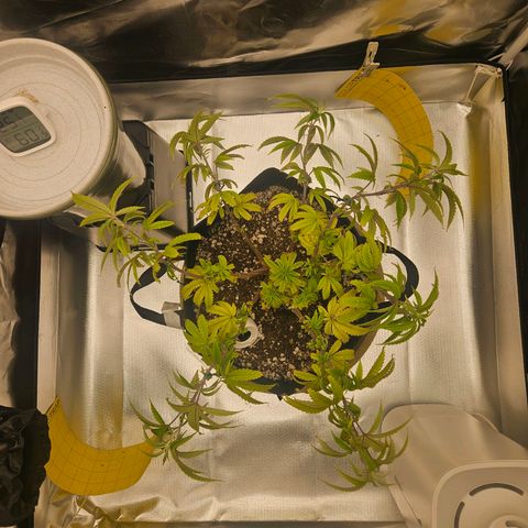 Gorilla Glue growlog photo: A planta reagiu bem a última rega entao decidi ajustar as amarras hoje 