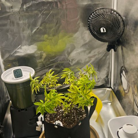 Gorilla Glue growlog photo: A planta reagiu bem a última rega entao decidi ajustar as amarras hoje 