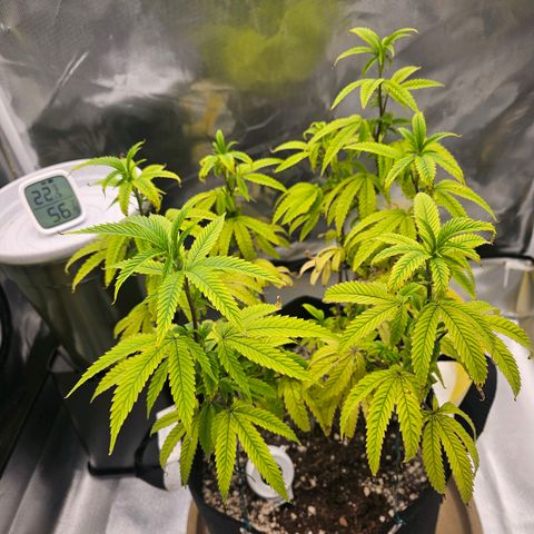 Gorilla Glue growlog photo: Está se recuperando bem.. mais uma vez.. 