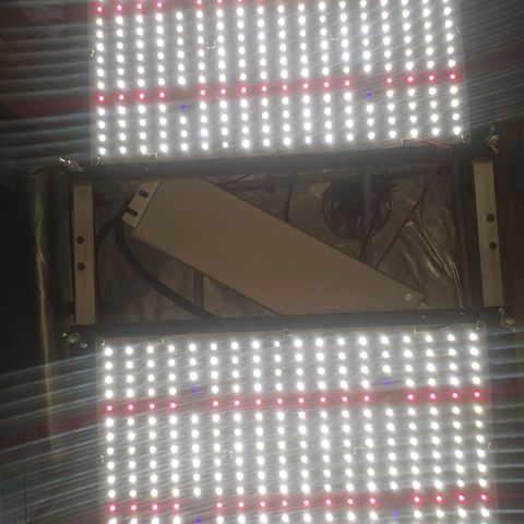 Gorilla Glue growlog photo: Led novo (: QB 301h Samsung