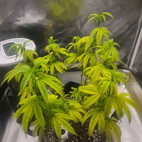 Gorilla Glue growlog photo: Indícios de acumulo de nutrientes:( 