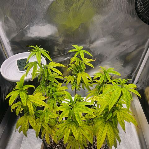 Gorilla Glue growlog photo: Vamos tentar melhorar os problemas de absorção de nutrientes 