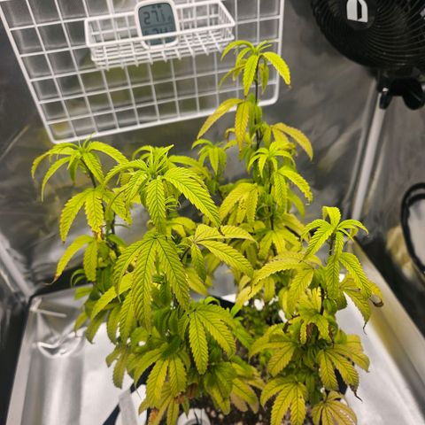 Gorilla Glue growlog photo: Novas amarras e defoliacao. A planta ficou bem mais baixa e ocupando um raio maior da estufa. O crescimento vegetativo novo esta bem mais exposto a luz e possui uma coloracao bem melhor do que o resto. 