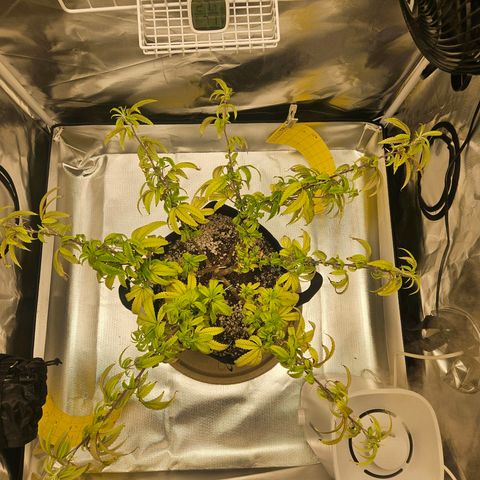 Gorilla Glue growlog photo: Novas amarras e defoliacao. A planta ficou bem mais baixa e ocupando um raio maior da estufa. O crescimento vegetativo novo esta bem mais exposto a luz e possui uma coloracao bem melhor do que o resto. 