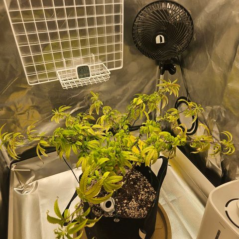 Gorilla Glue growlog photo: Novas amarras e defoliacao. A planta ficou bem mais baixa e ocupando um raio maior da estufa. O crescimento vegetativo novo esta bem mais exposto a luz e possui uma coloracao bem melhor do que o resto. 