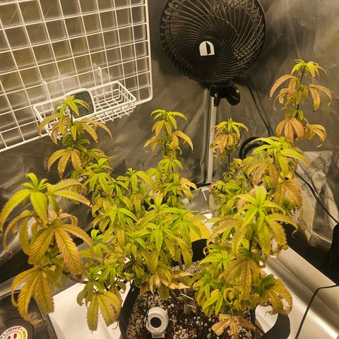 Gorilla Glue growlog photo: Ta toda fudida de novo x__x saaaad