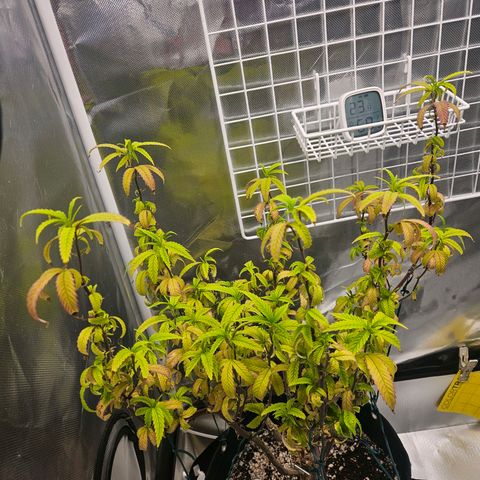 Gorilla Glue growlog photo: Gorilla glue com mais de 150 dias de vida de dificuldade mas se recuperando e nova muda de end game no grow