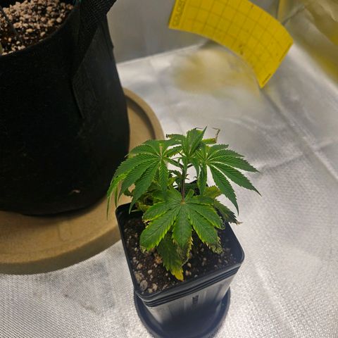 Gorilla Glue growlog photo: Gorilla glue com mais de 150 dias de vida de dificuldade mas se recuperando e nova muda de end game no grow