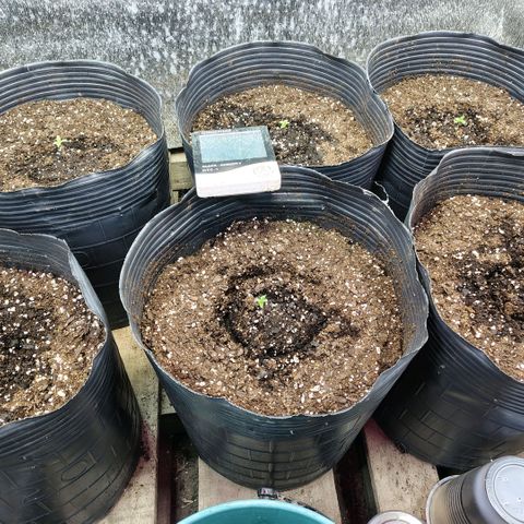 Moranguetta haze  growlog timeline photo