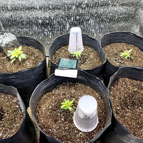 Moranguetta haze  growlog timeline photo
