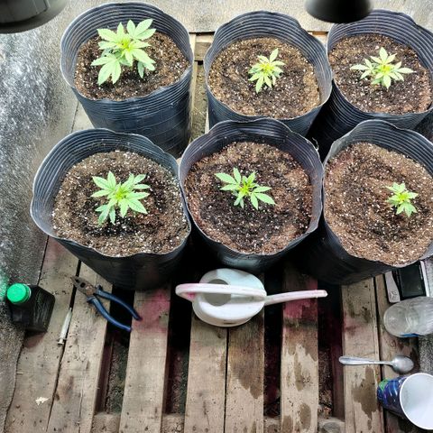 Moranguetta haze  growlog photo: Regado con fertilizante bamp