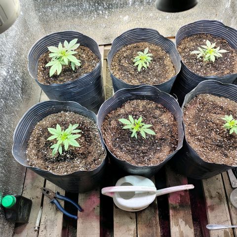 Moranguetta haze  growlog photo: Regado con fertilizante bamp