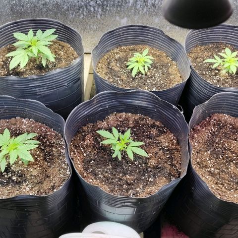 Moranguetta haze  growlog photo: Regado con fertilizante bamp