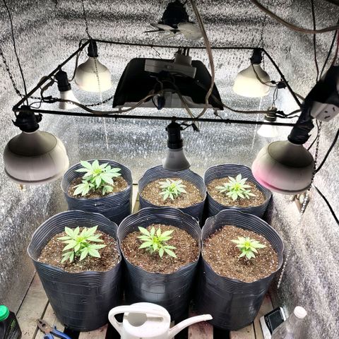 Moranguetta haze  growlog timeline photo