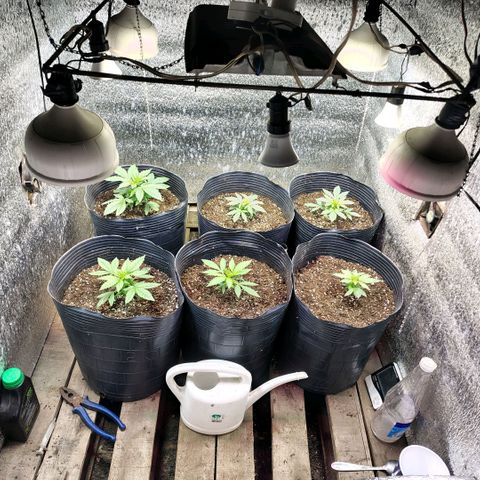 Moranguetta haze  growlog timeline photo