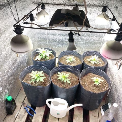 Moranguetta haze  growlog timeline photo