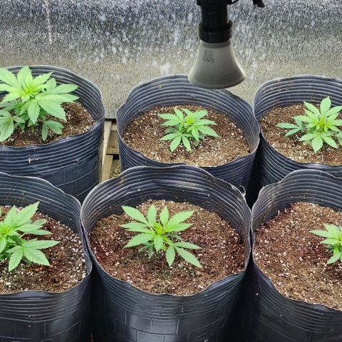 Moranguetta haze  growlog timeline photo