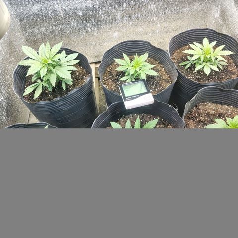 Moranguetta haze  growlog photo: Ph 5.8