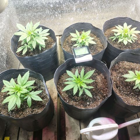 Moranguetta haze  growlog photo: Ph 5.8
