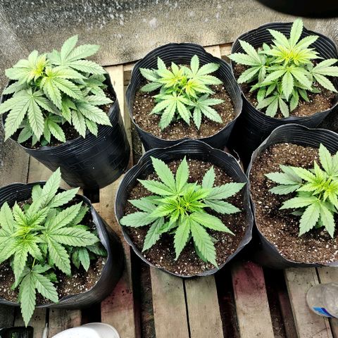 Moranguetta haze  growlog timeline photo