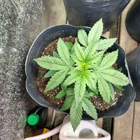 Moranguetta haze  growlog timeline photo
