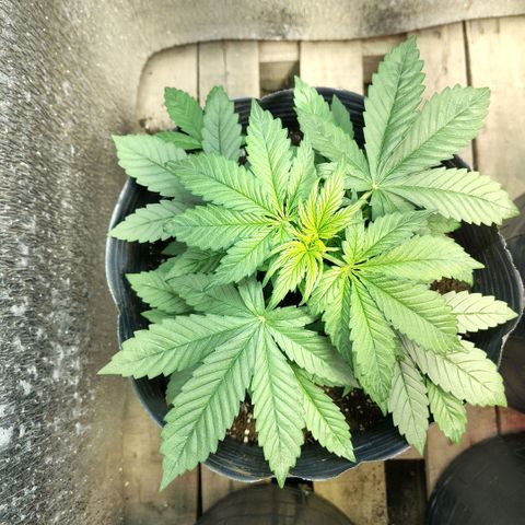 Moranguetta haze  growlog timeline photo