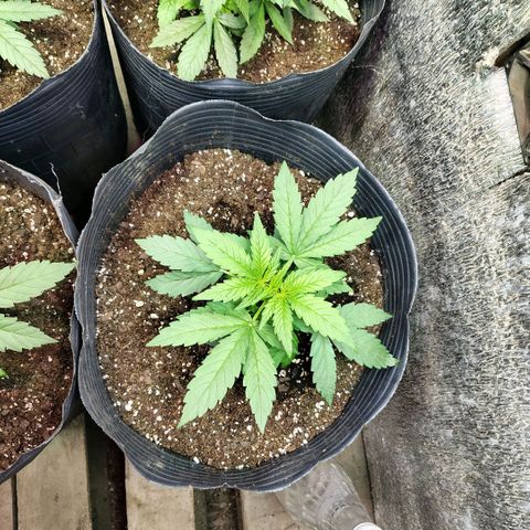 Moranguetta haze  growlog timeline photo