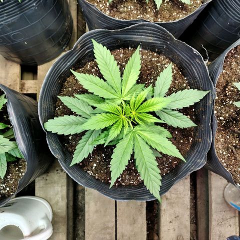 Moranguetta haze  growlog timeline photo