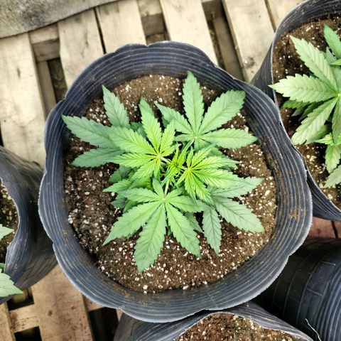 Moranguetta haze  growlog timeline photo