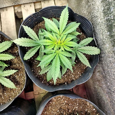 Moranguetta haze  growlog timeline photo