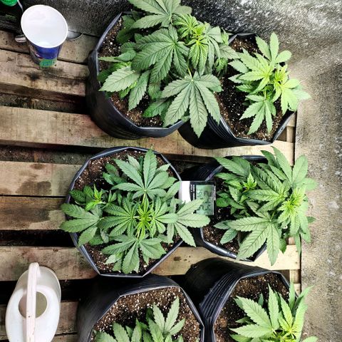 Moranguetta haze  growlog photo: Ph 6.1