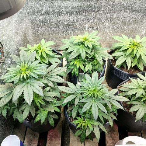 Moranguetta haze  growlog timeline photo