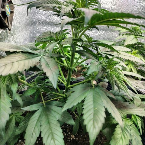 Moranguetta haze  growlog timeline photo