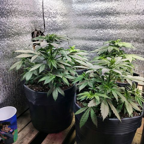 Moranguetta haze  growlog timeline photo