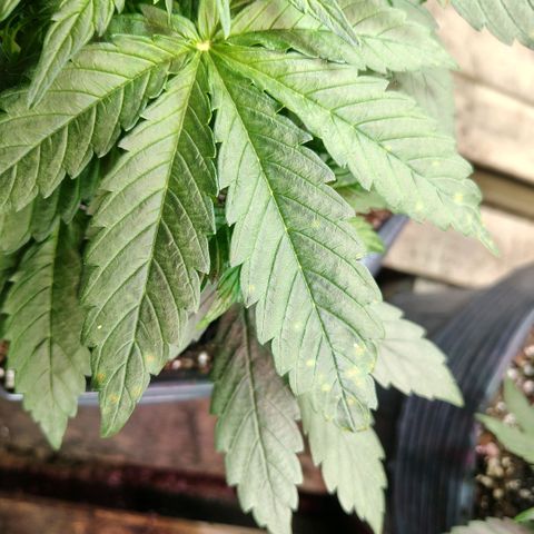 Moranguetta haze  growlog photo: Ph 5.9