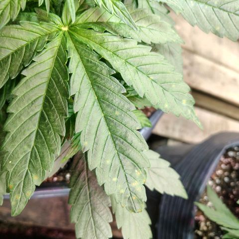 Moranguetta haze  growlog photo: Ph 5.9