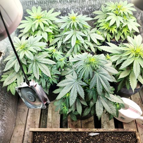 Moranguetta haze  growlog timeline photo