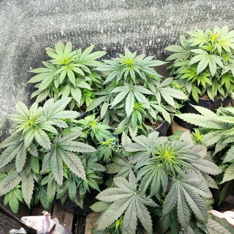 Moranguetta haze  growlog timeline photo