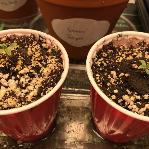  Bubba Kush 2.5 growlog photo