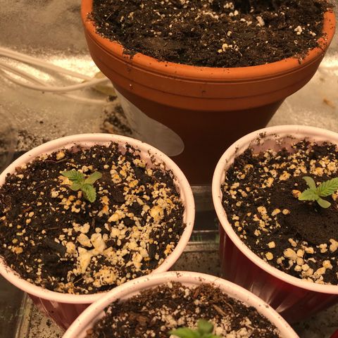 GrapeGod growlog timeline photo