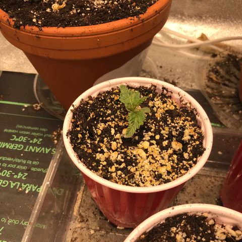  Bubba Kush 2.5 growlog timeline photo